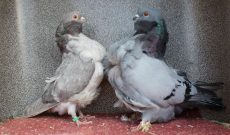 cinsky holub chovne pary 21