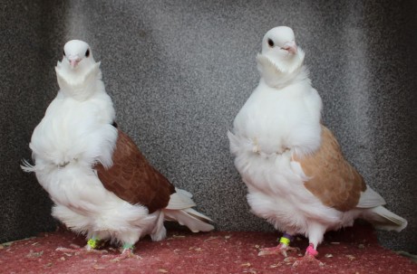 cinsky holub chovne pary 22