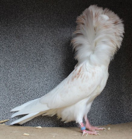 Parukář | Perückentaube | jacobin pigeon almond AF562 - 18 CZ