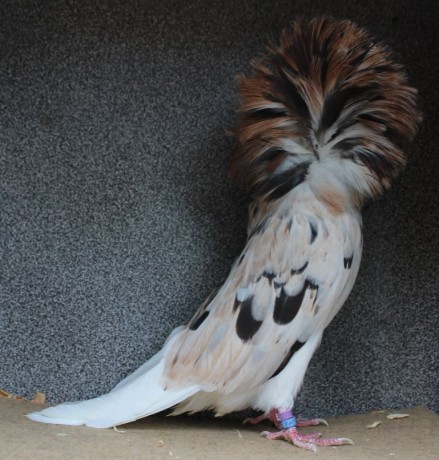 Parukář | Perückentaube | jacobin pigeon almond AF588 - 18 CZ