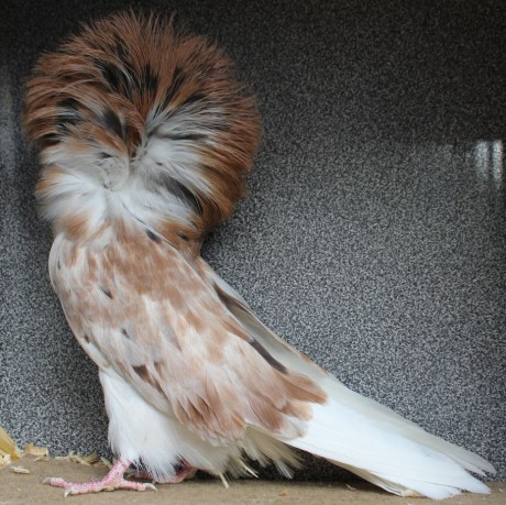 Parukář | Perückentaube | jacobin pigeon almond RED19 - 18 CZ