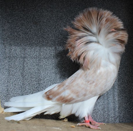 Parukář | Perückentaube | jacobin pigeon almond RED30 - 18 CZ