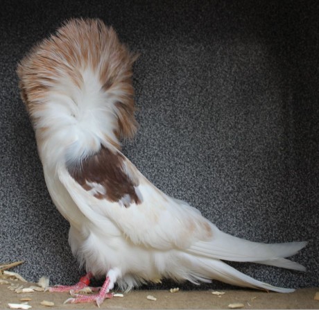 Parukář | Perückentaube | jacobin pigeon almond RED41 - 18 CZ