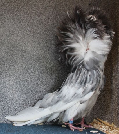 Parukář | Perückentaube | jacobin pigeon andalusian AF 131 - 18 CZ