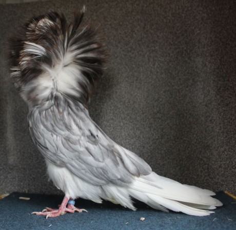 Parukář | Perückentaube | jacobin pigeon andalusian AF 132 - 18 CZ