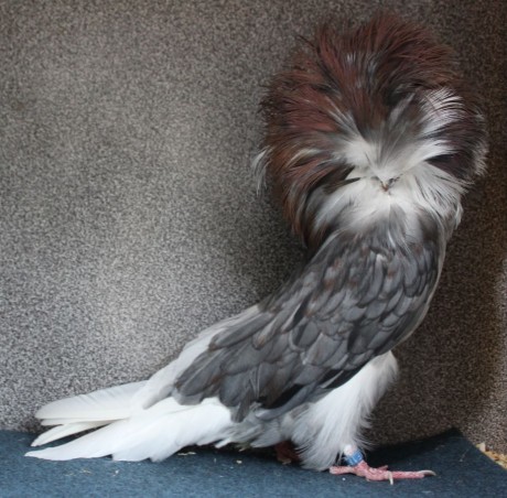 Parukář | Perückentaube | jacobin pigeon andalusian AF 182 - 18 CZ