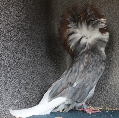 Parukář | Perückentaube | jacobin pigeon andalusian AF 198 - 18 CZ