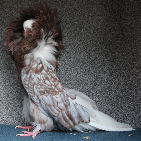 Parukář | Perückentaube | jacobin pigeon andalusian AF 584 - 18 CZ
