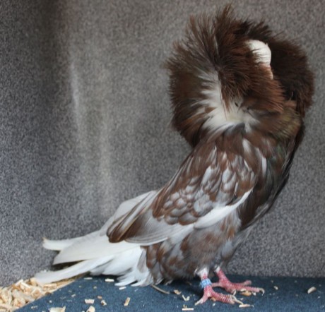 Parukář | Perückentaube | jacobin pigeon andalusian AZ 302 - 18 CZ
