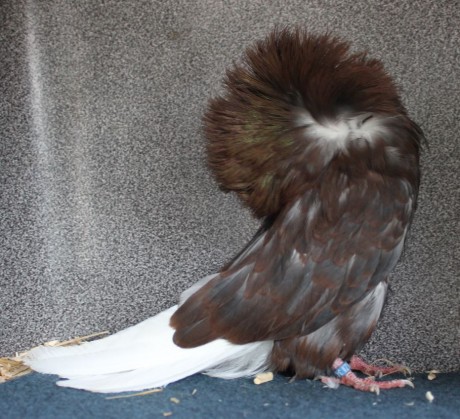 Parukář | Perückentaube | jacobin pigeon andalusian AZ 342 - 18 CZ