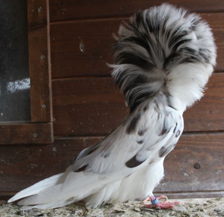 Parukář | Perückentaube | jacobin pigeon tricolor AZ 305 - 18 CZ