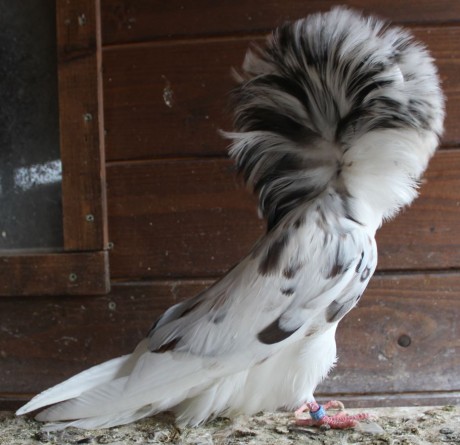 Parukář | Perückentaube | jacobin pigeon tricolor AZ 305 - 18 CZ