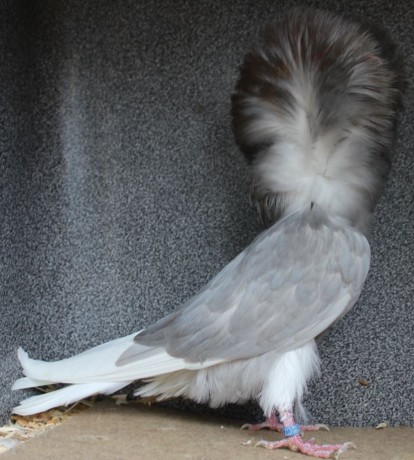 Parukář | Perückentaube | jacobin pigeon silver AF591 - 18 CZ