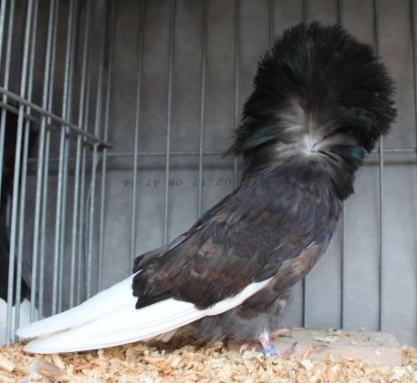 jacobin pigeon black (kite) AZ 344 - 18 CZ