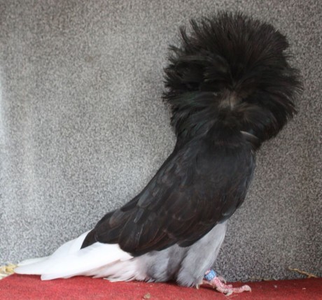 jacobin pigeon black AF 522 - 18 CZ