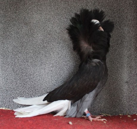 jacobin pigeon black AF 561 - 18 CZ