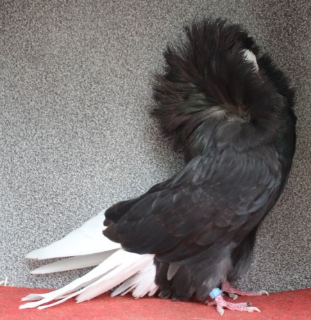 jacobin pigeon black AF 590 - 18 CZ