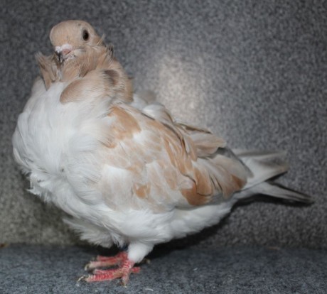 chinese owl pigeon almond (0.1) AF126 - 18 CZ