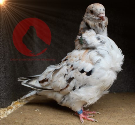 chinese owl pigeon almond AF125 - 18 CZ