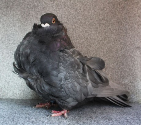 chinese owl pigeon andalusian (1.0) AF501 - 18 CZ