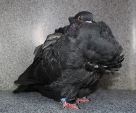 chinese owl pigeon black (0.1) AF146 - 18 CZ