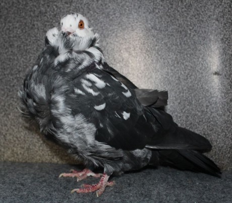 chinese owl pigeon black tiger (1.0) AF576 - 18 CZ