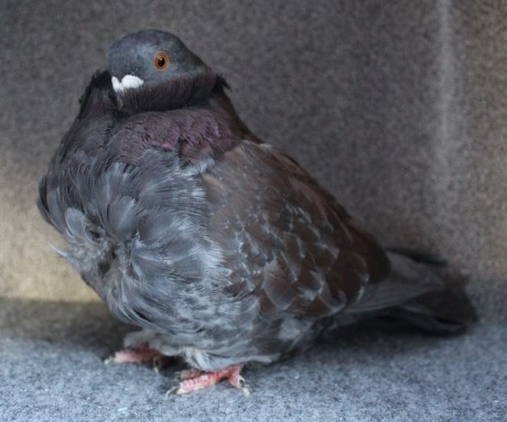 chinese owl pigeon indigo (1.0) AF500 - 18 CZ