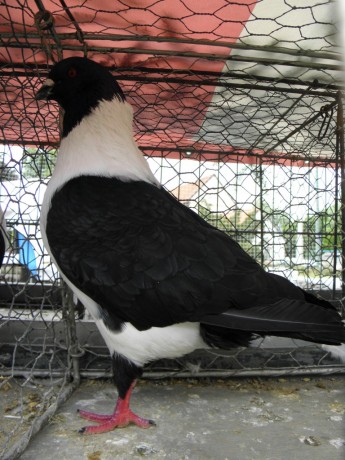 P7050288