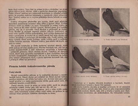 Kniha Zaklady chovu holubu_004