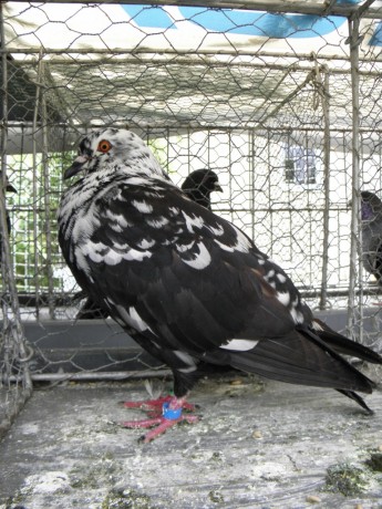 P7050305