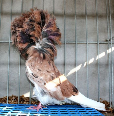 1.0 jacobin pigeon - almond D8388 - 19 CZ (young)