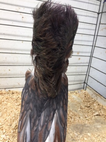 604-17 indigo hen III.