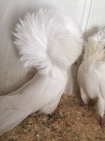 618-17 white hen