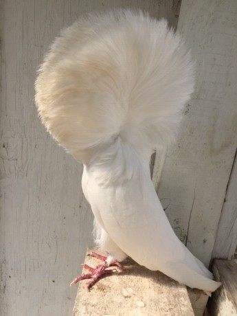 15-18 white cock