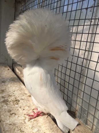 53-18 White cock