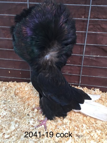 2041-19 Black cock