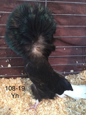 108-19 black hen