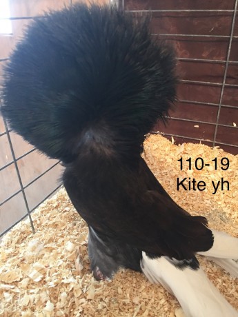 110-19 kite hen I.