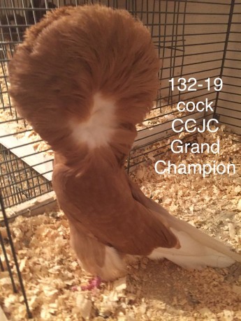 132-19 yellow cock I.