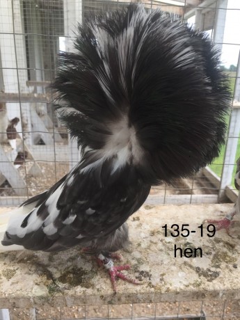 135-19 Andalusian hen