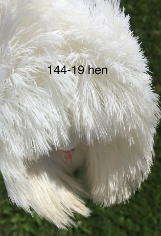 144-19 white hen II.