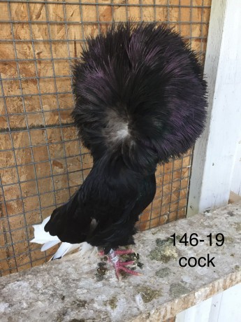 146-19 black cock