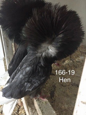 166-19 Andalusian hen