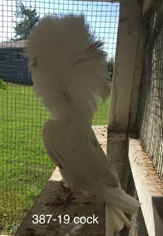 387-19 white cock with a few red feathers