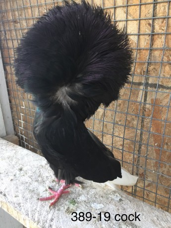 389-19 Black cock