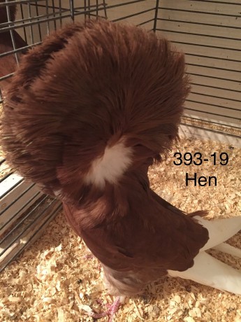 393-19 red hen
