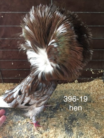 396-19 Andalusian hen