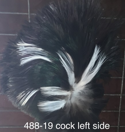 488-19 black cock II.