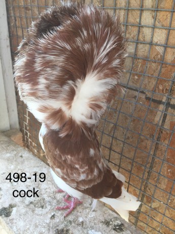 498-19 red splash cock