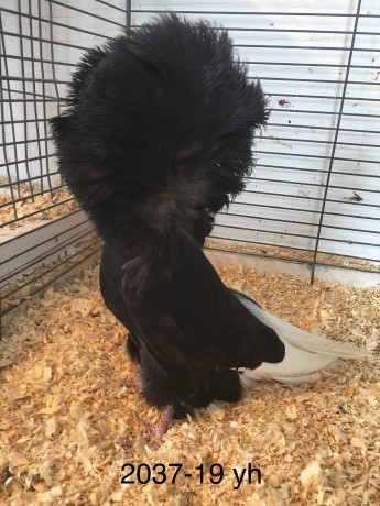 2037-19 black hen